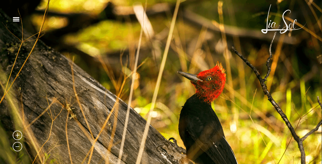 Website Lia Sol Photography